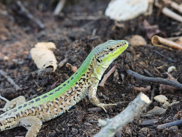 Podarcis melisellensis